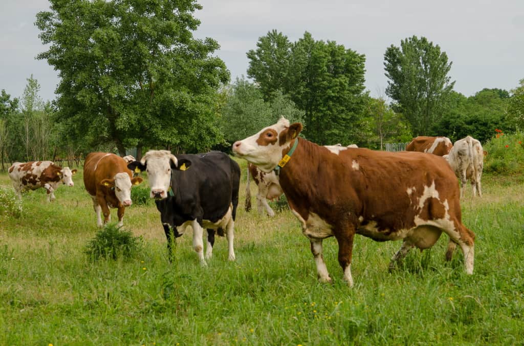 Cows grazing in a green pasture.